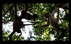 SpiderMonkeys NoSound
